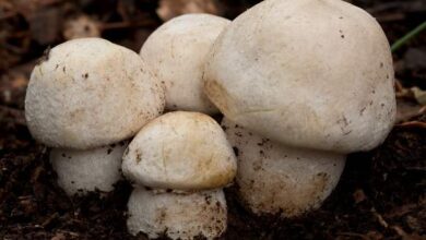 Photo of Agaricus urinascens