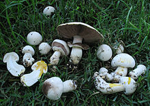 Photo of Agaricus xanthodermus