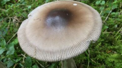 Photo of Amanita battarrae