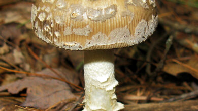 Photo of Amanita ceciliae