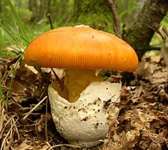 Photo of Amanita cesarea