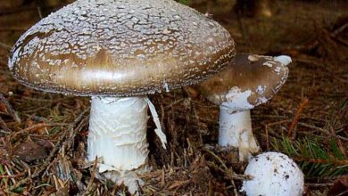 Photo of Amanita excelsa