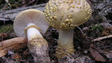 Photo of Amanita franchetii