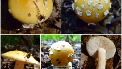 Photo of Amanita gemmata