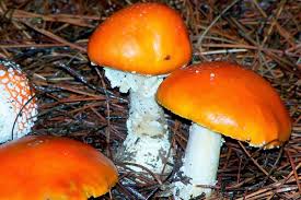 Photo of Amanita muscaria var. aureola