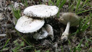 Photo of Amanita ovoidea