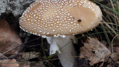 Photo of Amanita pantherina
