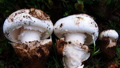 Photo of Amanita ponderosa