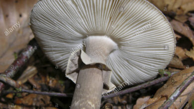 Photo of Amanita porfiria