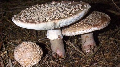 Photo of Amanita rubescens