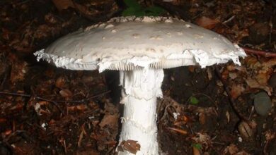 Photo of Amanita strobiliformis