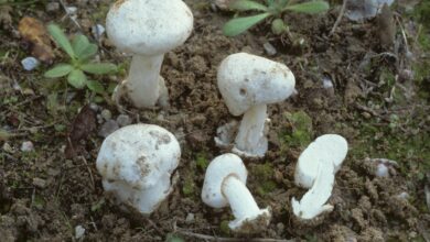 Photo of Amanita torrendii