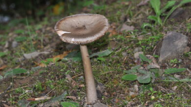 Photo of Amanita vaginata