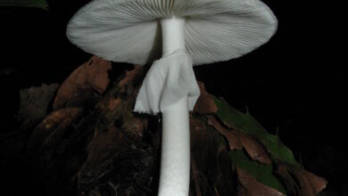 Photo of Amanita verna