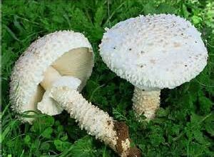 Photo of Amanita vittadinii