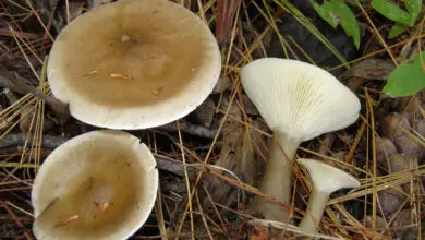 Photo of Ampulloclitocybe clavipes