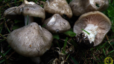 Photo of Aprile Entoloma