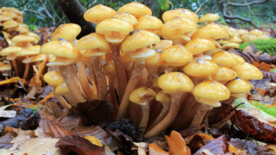 Photo of Armillaria mellea