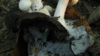 Photo of Asterophora lycoperdoides