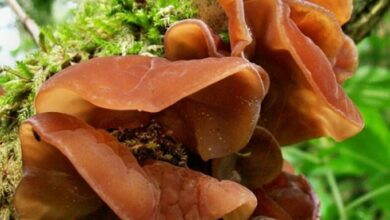 Photo of Auricularia auricula-judae