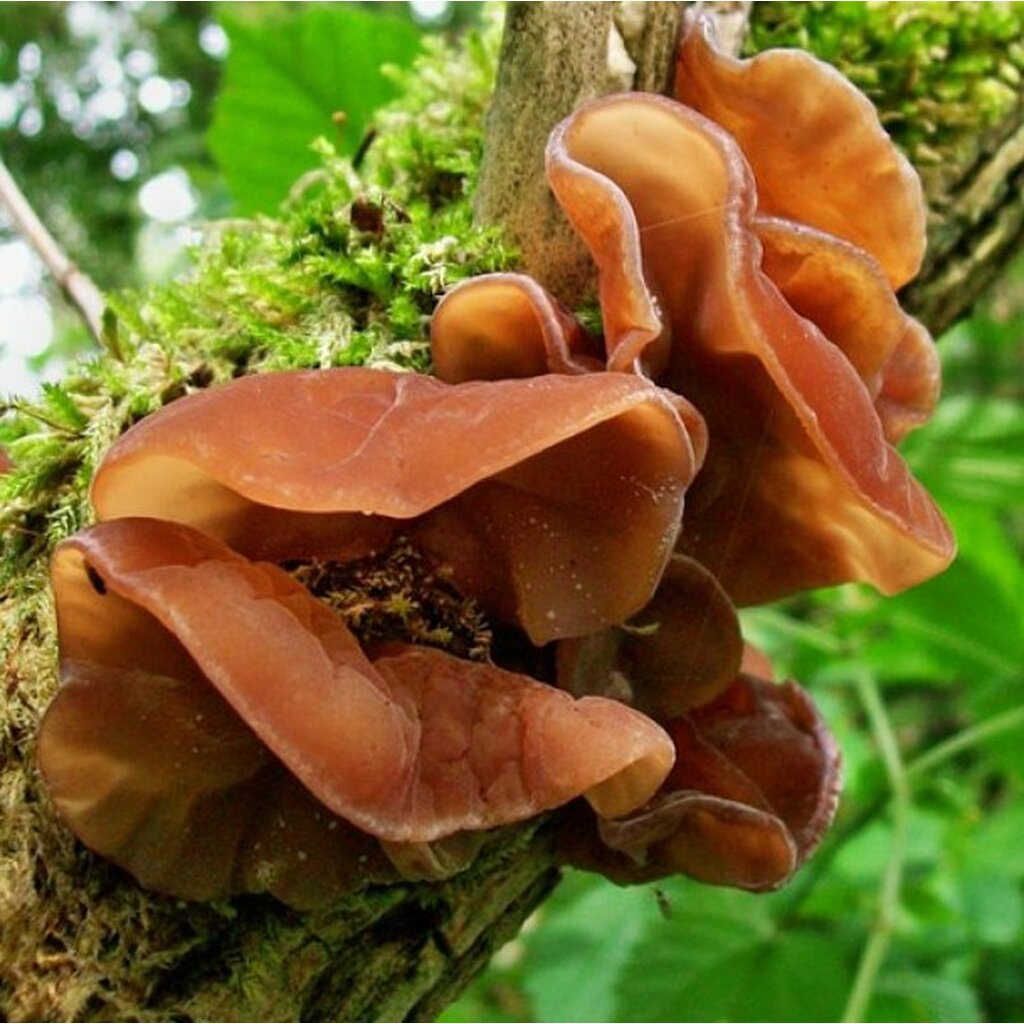 Auricularia auriculajudae Il Giardino Commestible