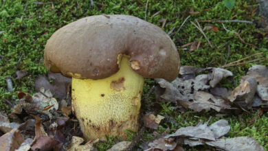 Photo of Butyriboletus appendiculatus