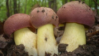 Photo of Butyriboletus pseudoregius