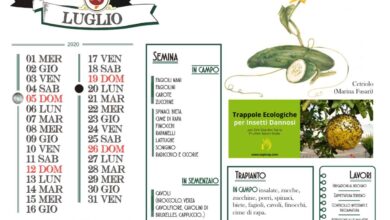 Photo of Calendario agricolo a luglio