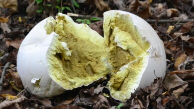 Photo of Calvatia gigantea