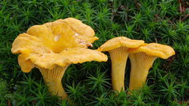 Photo of Cantharellus cibarius