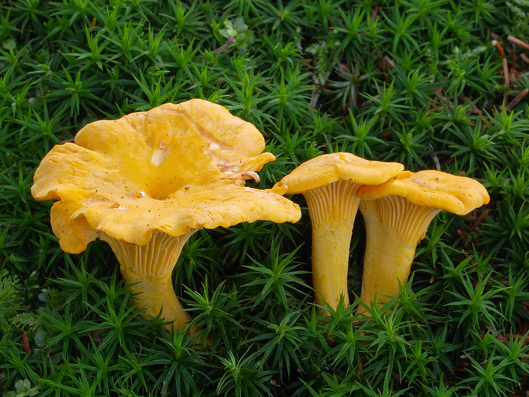 Cantharellus cibarius Il Giardino Commestible