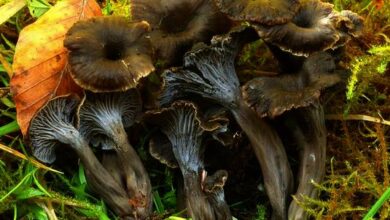 Photo of Cantharellus cinereus