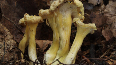 Photo of Cantharellus melanoxeros