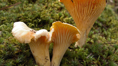 Photo of Cantharellus subpruinosus