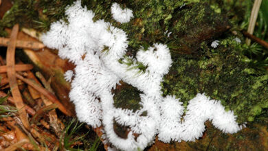 Photo of Ceratiomyxa porioides