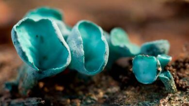 Photo of Chlorociboria aeruginascens