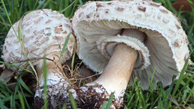 Photo of Chlorophyllum rachodes