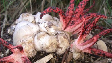 Photo of Clathrus archeri