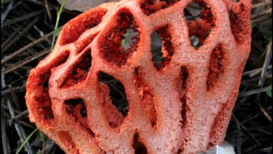 Photo of Clathrus ruber