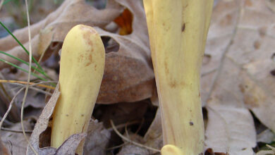 Photo of Clavariadelphus pistillaris