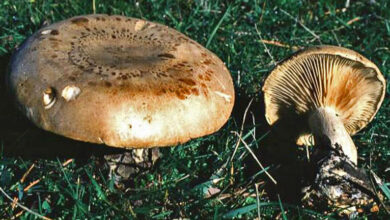 Photo of Clitocybe alexandri