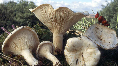 Photo of Clitocybe candida