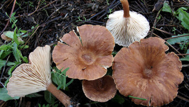 Photo of Clitocybe costata