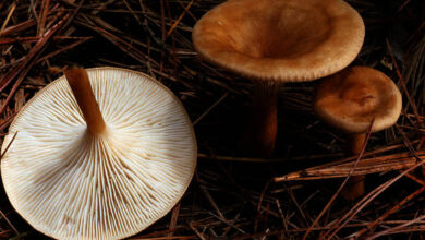 Photo of Clitocybe gibba