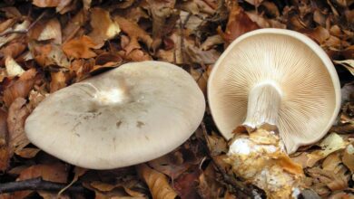 Photo of Clitocybe nebularis