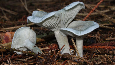 Photo of Clitocybe odora