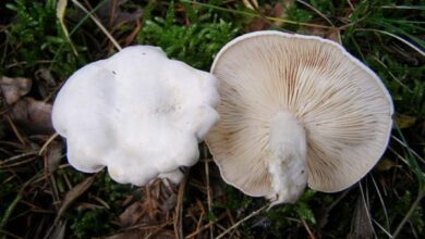 Photo of Clitocybe rivulosa