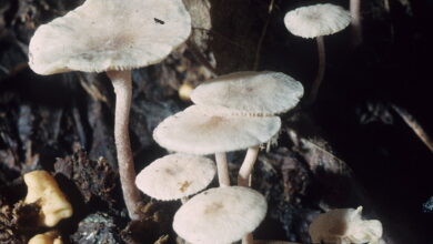 Photo of Collybia cookei