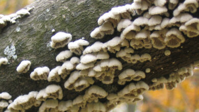 Photo of Comune di Schizophyllum