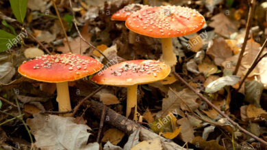 Photo of Conceria Amanita